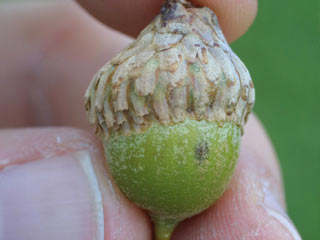 Acorn of Quercus velutina