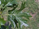 Sun leaf of Quercus velutina