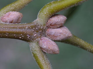 Twig of Quercus velutina