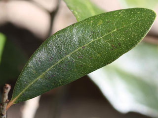 Leaf of Quercus virginiana
