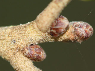 Twig of Quercus virginiana