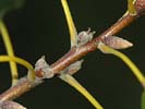 Twig and buds of Quercus falcata