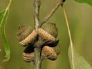 Acorns of Quercus falcata