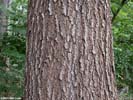 Bark of Quercus falcata