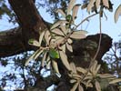 Underside of leaves of Quercus geminata