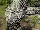 Bark of Quercus geminata