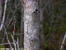 Bark of Quercus geminata