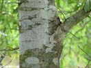 Bark of Quercus hemisphaerica