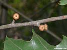 Immature acorn of Quercus ilicifolia