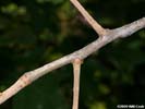 Twig of Quercus ilicifolia