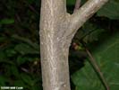 Bark of Quercus ilicifolia