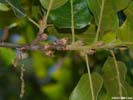 Twig and immature acorns of Quercus ilicifolia