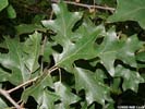 Leaves of Quercus ilicifolia