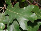 Leaf of Quercus ilicifolia