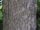 Bark of Quercus imbricaria