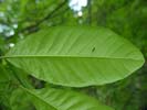 Leaf of Quercus imbricaria