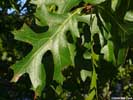 Leaves of Quercus laevis