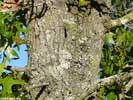 Bark of Quercus laevis