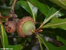 Acorn of Quercus laevis