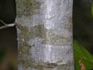 Bark of Quercus laurifolia