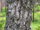 Bark of Quercus laevis