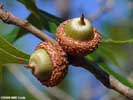 Acorns of Quercus laevis