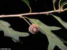 Acorn and twig of Quercus lyrata