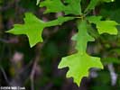 Leaves of Quercus lyrata