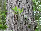 Bark of Quercus lyrata