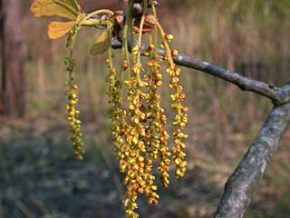 Flowers of Quercus marilandica