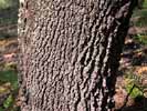 Bark of Quercus marilandica