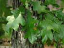 Leaves of Quercus margarettae
