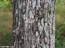 Bark of Quercus margarettae