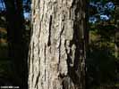 Bark of Quercus michauxii