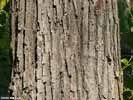 Bark of Quercus michauxii