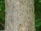 Bark of Quercus muehlenbergii