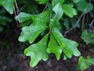 Leaves of Quercus nigra