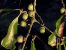 Leaves and acorns of Quercus nigra
