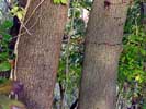 Bark of Quercus nigra