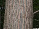 Bark of Quercus palustris