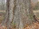 Bark of Quercus pagoda