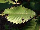 Leaf of Quercus montana