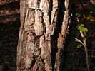 Bark of Quercus montana