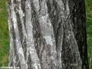 Bark of Quercus rubra var. rubra