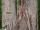 Bark of Quercus shumardii