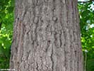 Bark of Quercus shumardii