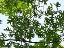 Leaves of Quercus shumardii