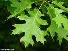 Leaves of Quercus shumardii