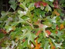 Leaves of Quercus stellata