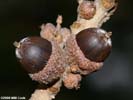 Acorns of Quercus stellata